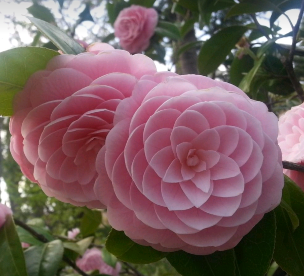 Peach Blossom Delight - Image 4