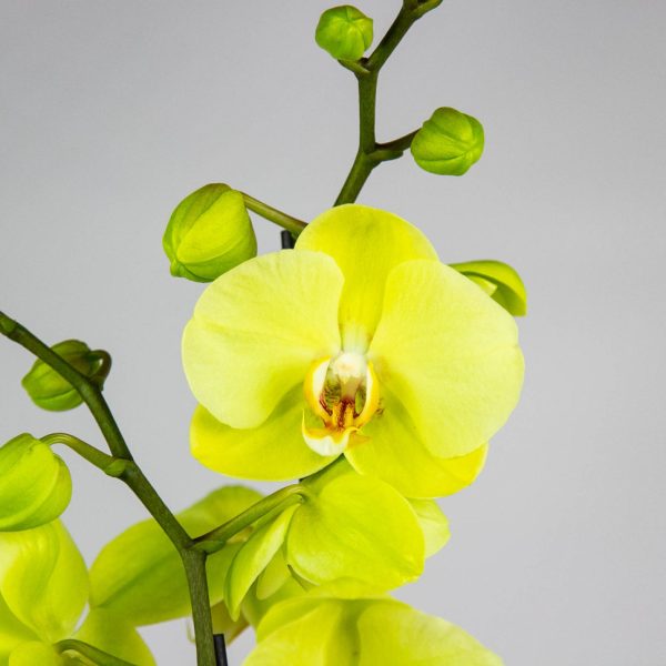 Yellow Rose & Gardenia Corsage - Image 3