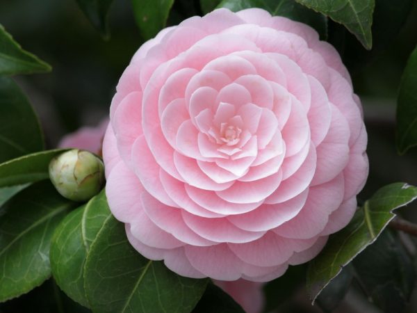 Peach Blossom Delight