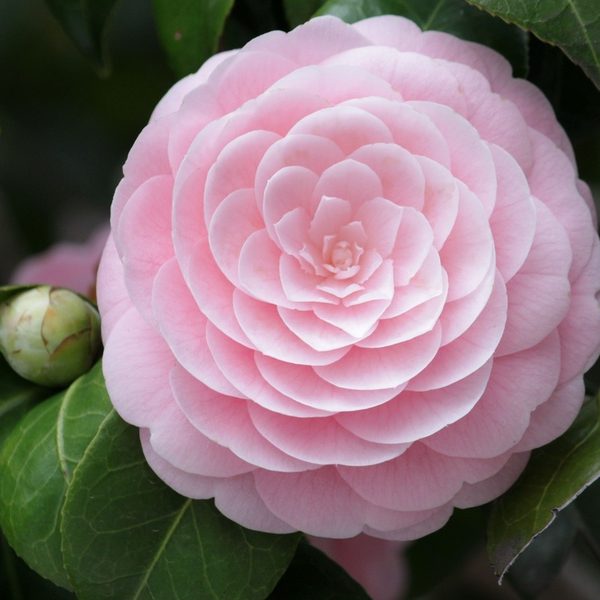 Peach Blossom Delight