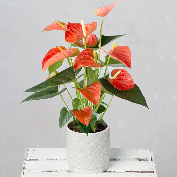 Citrus Twist - Image 2